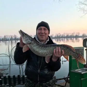 Пойманная щука в руках рыболова на берегу водоема
